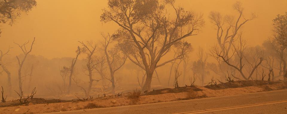 Des arbres carbonisés le long de Pallet Creek Road, en Californie, le 18 septembre 2020. [AFP - Kyle Grillot]