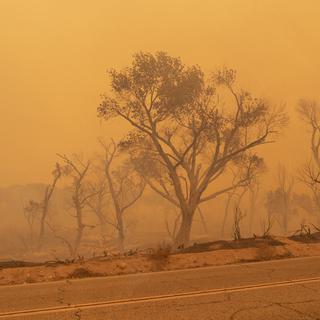 Des arbres carbonisés le long de Pallet Creek Road, en Californie, le 18 septembre 2020. [AFP - Kyle Grillot]
