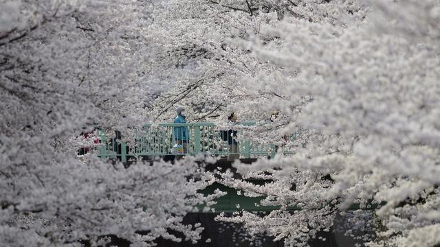 Des promeneurs contemplent la floraison des cerisiers sur une passerelle surplombant la rivière Kanda, qui traverse Tokyo. [Keystone/EPA - Franck Robichon]