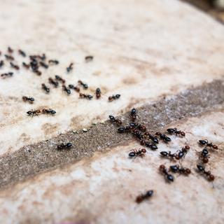 Les fourmis peuvent être très envahissantes.
dlpn
Depositphotos [dlpn]