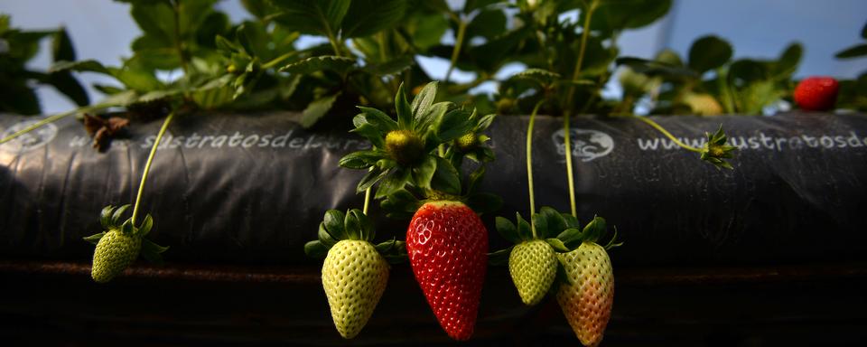 La culture des fraises est au coeur de l'économie de la province de Huelva, en Espagne, mais fait face aux conséquences du Covid-19. [AFP - Cristina Quicler]