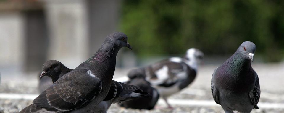 Les pigeons n'auraient plus de quoi se nourrir. [Keystone - Fabrice Coffrini]