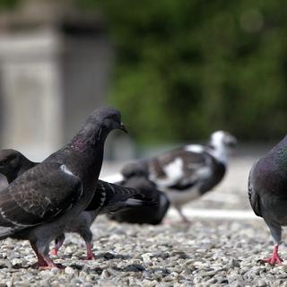 Les pigeons n'auraient plus de quoi se nourrir. [Keystone - Fabrice Coffrini]