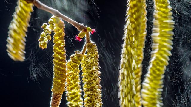 Des chatons de noisetier en floraison. [Keystone - valter Binotto]