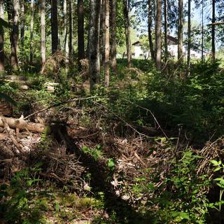Une forêt jurassienne infestée par le bostryche. [RTS - Gaël Klein]