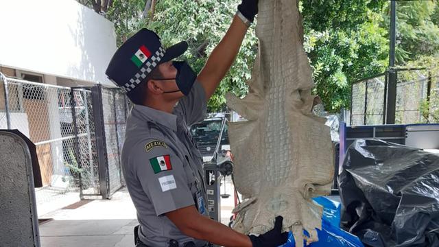 Au total, 45'500 animaux et plantes ont été saisis durant une vaste opération internationale. [Interpol]