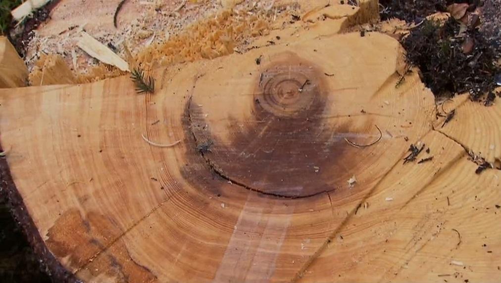 La forêt du Risoud est connue pour son bois de résonance. [RTS]