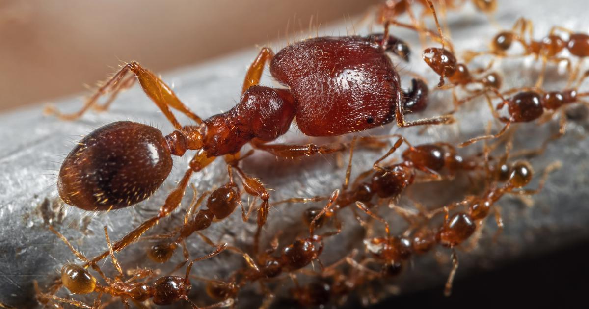 Daniel Cherix: les fourmis ont la grosse tête - rts.ch - Portail Audio