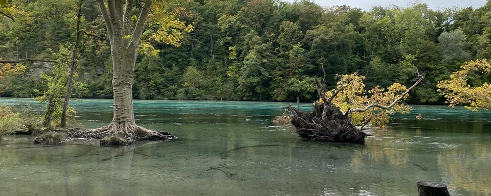 Un arbre déraciné au bord du Rhône. [RTS - Karine Vasarino]