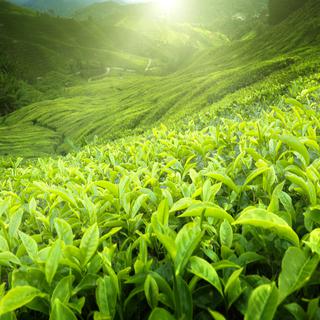 Une plantation de thé. [Depositphotos - Iakov]