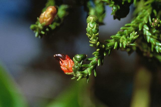 Un fruit mûr de rimu. [New Zealand Department of Conservation - Don Merton]