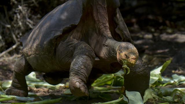 Diego appartient à l'espèce Chelonoidis hoodensis, endémique de l'île Española aux Galápagos. [AFP - Rodrigo Buendia]