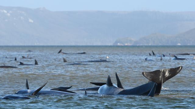 Près de 70 cétacés sont coincés dans la baie de Macquarie Harbour en Tasmanie. [Keystone/EPA - Brodie Weeding]