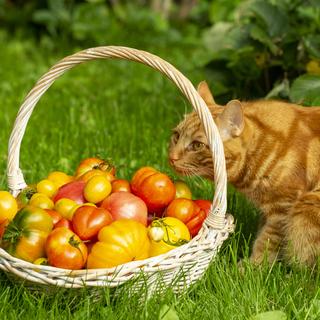 Et si les chats mangeaient végane? [Depositphotos - NadyGinzburg]