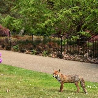 Un renard à Greenwich Park, à Londres, le 14 mai 2020. [AFP - Glyn Krik]