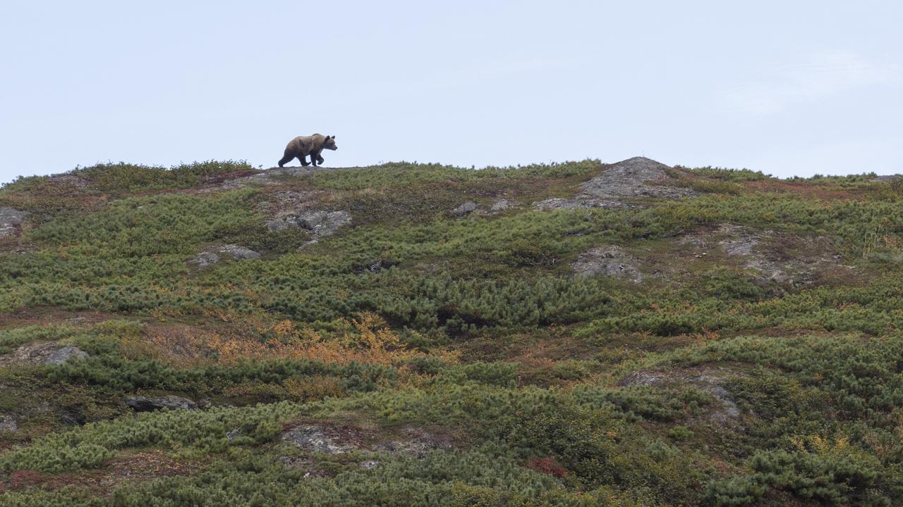 Un ours brun du Kamtchatka, au Kamtchatka. [AFP/Biosphoto - Samuel Blanc]