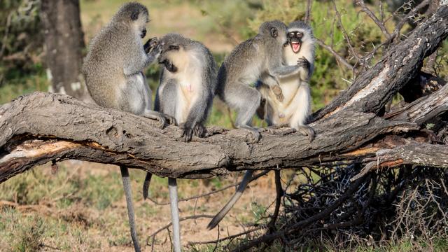 Les Vervets, des petits singes où les femelles dominent les mâles.
Binty
Depositphotos [Binty]