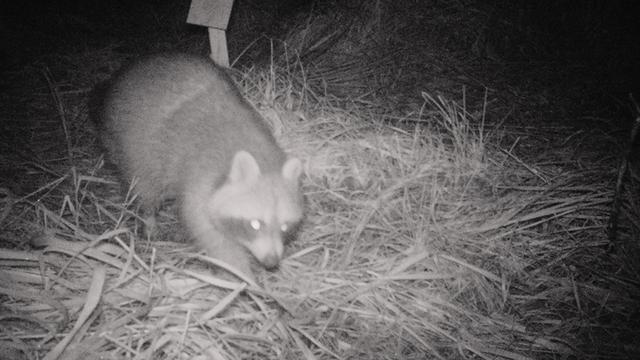 Un raton laveur a été photographié dans la réserve de la Grande Cariçaie. [Grande Cariçaie]