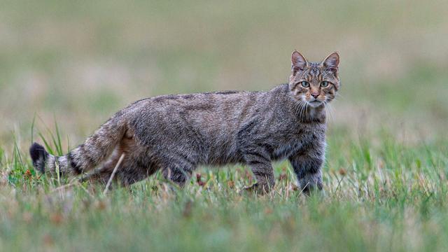 En 2020, le chat sauvage d’Europe (Felis silvestris) sera l'ambassadeur des forêts sauvages, des paysages cultivés riches en abris et d'une protection efficace de la nature. Autrefois au bord de l'extinction, cet élégant chasseur colonise aujourd'hui de nouveaux territoires. [Pro Natura - Fabrice Cahez]