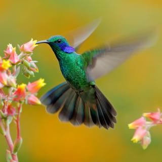 Certaines colibris battent de leurs ailes 200 fois pas seconde.
OndrejProsicky
Depositphotos [OndrejProsicky]
