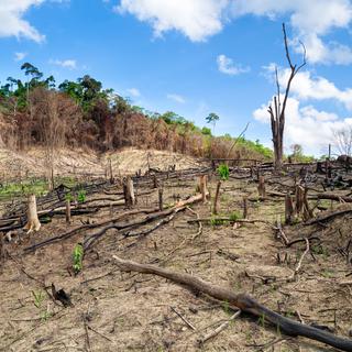 Le grand débat - Déforestation, l’autre épidémie ? [Fazon]