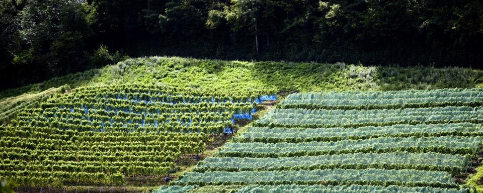 Vignoble du Mont Vully (FR) [Aurimages via AFP - Philippe Roy]