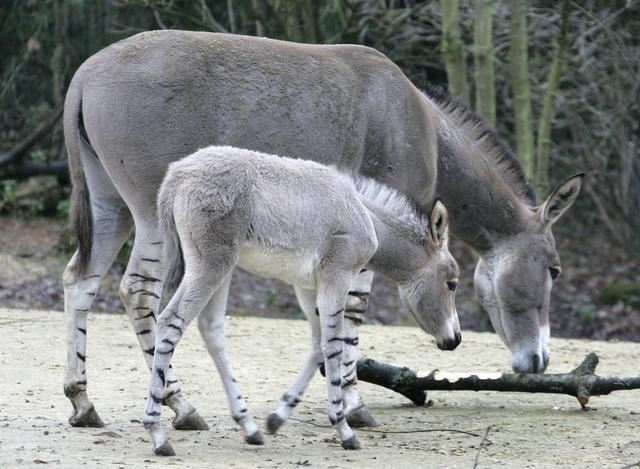 Il n'y aurait plus que 300 ânes sauvages de Somalie dans le monde, dont la moitié dans des parcs zoologiques. Bâle s'occupe de cette espèce pour la World Association of Zoos and Aquariums (WAZA). [Keystone - GEORGIOS KEFALAS]