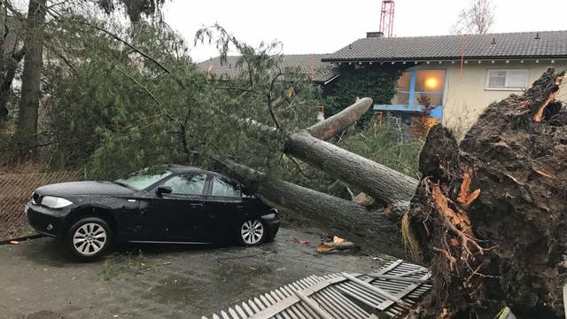 A Dagmersellen (LU), un arbre est tombé sur une voiture mardi. [Police lucernoise]