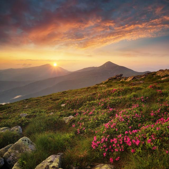 Migrations des plantes et des fleurs en altitude. [Depositphotos - biletskiy_e]