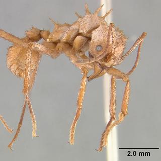 L'armure blanche de la fourmi Acromyrmex echiniator. [AFP - Eugenia M.Okonski / Smithsonian Institution]