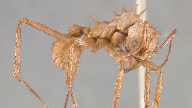 L'armure blanche de la fourmi Acromyrmex echiniator. [AFP - Eugenia M.Okonski / Smithsonian Institution]