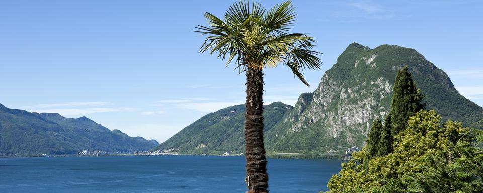 Le palmier à chanvre est devenu un symbole du Tessin.
Zveiger
Depositphotos [Zveiger]