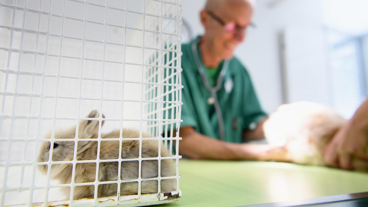 Les vétérinaires sont prêts à soutenir le personnel médical face à la pandémie. [Keystone - Laurent Gilliéron]