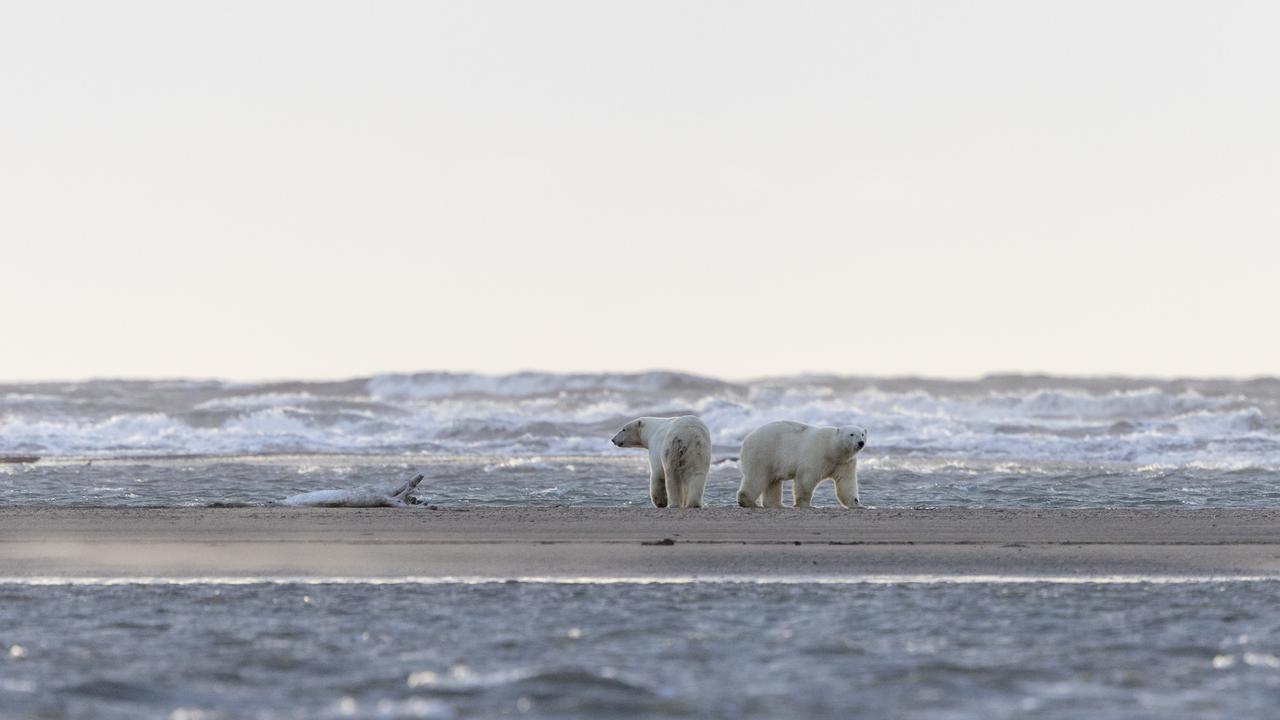 Des ours polaires dans le refuge national de la faune arctique, en Alaska. [Sylvain Cordier - AFP]