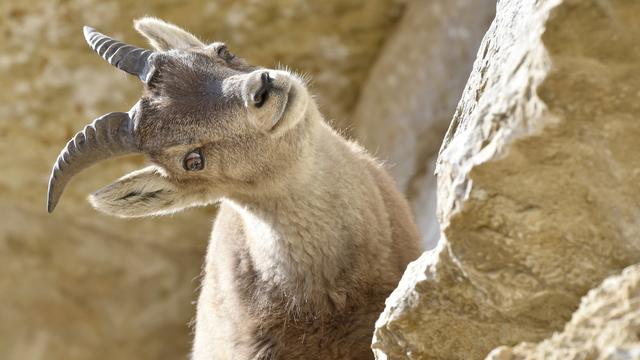 Pétition pour interdire la chasse aux trophées déposée en Valais. [Keystone - Christian Brun]