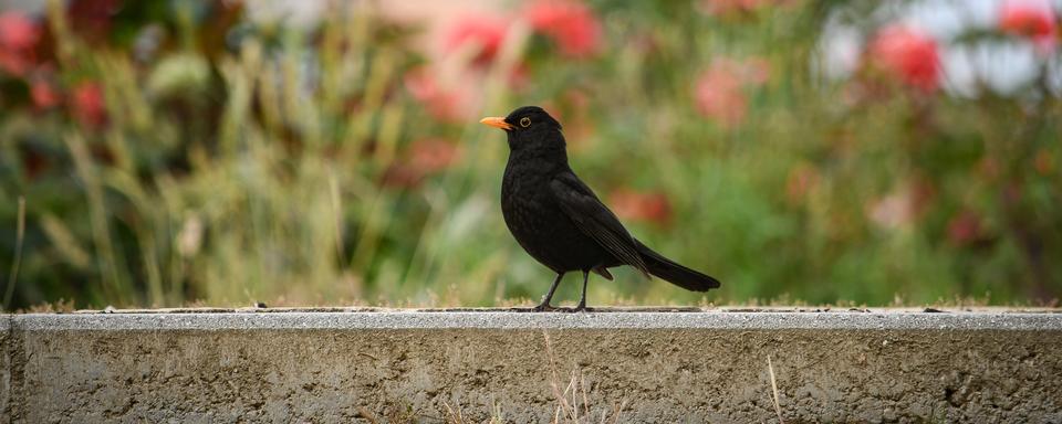 La biodiversité au cœur de l'urbain. [Depositphotos - TxusLopez]