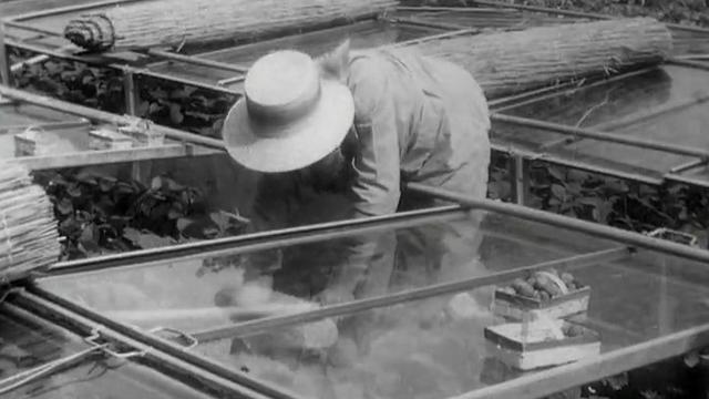 La cueillette des fraises en 1962 [RTS]