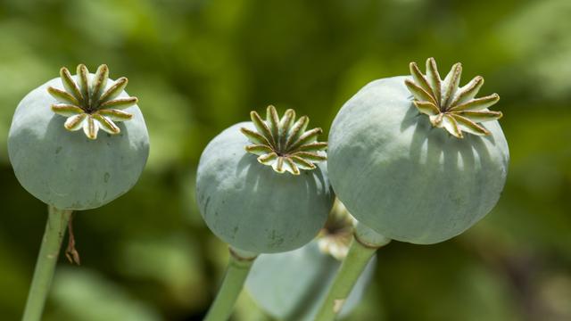 Le pavot somnifère ou pavot à opium. [Depositphotos - flysnow]