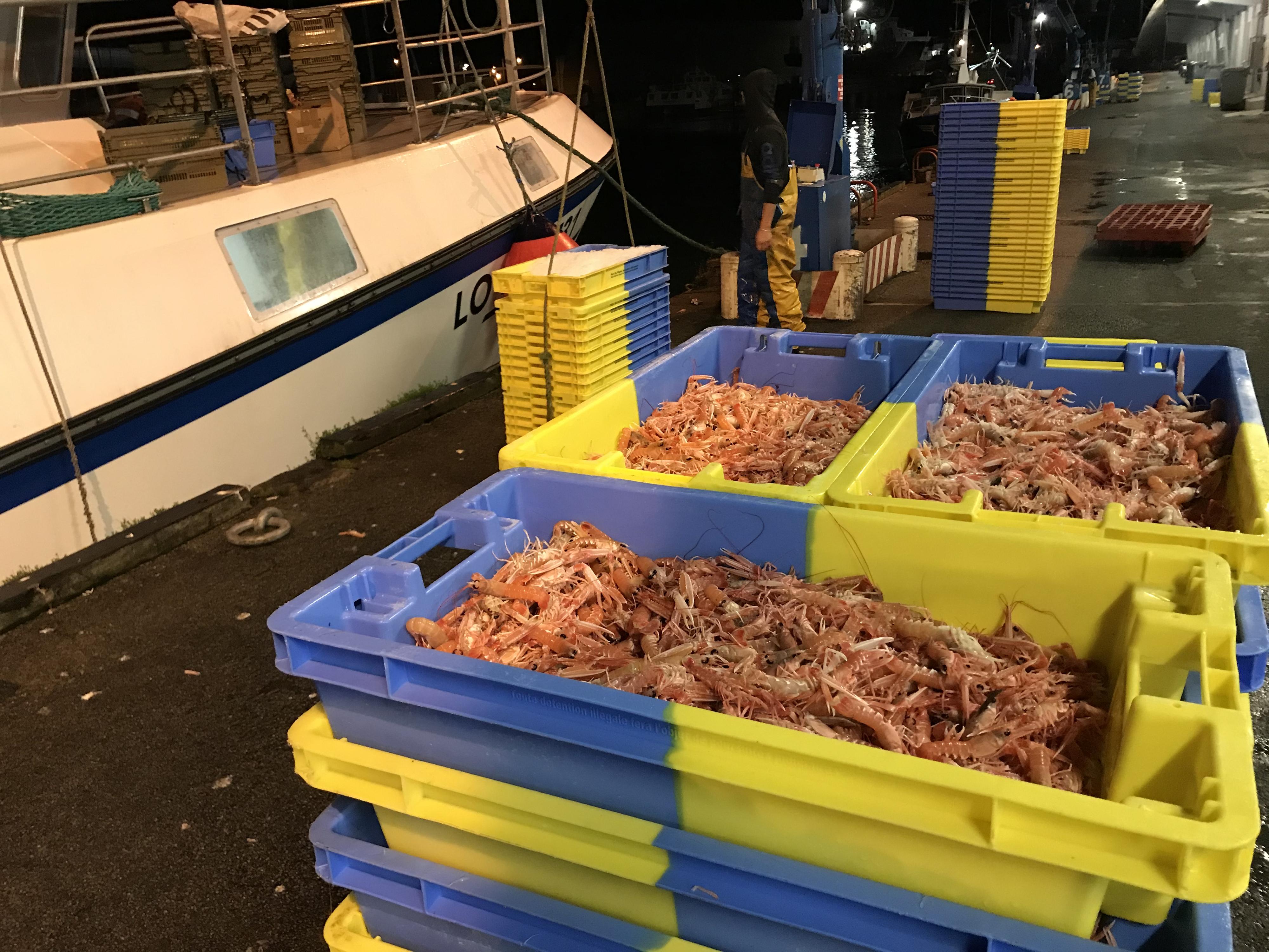 Sur le port breton de Lorient, la langoustine est le produit phare. [RTS - Alexandre Habay]