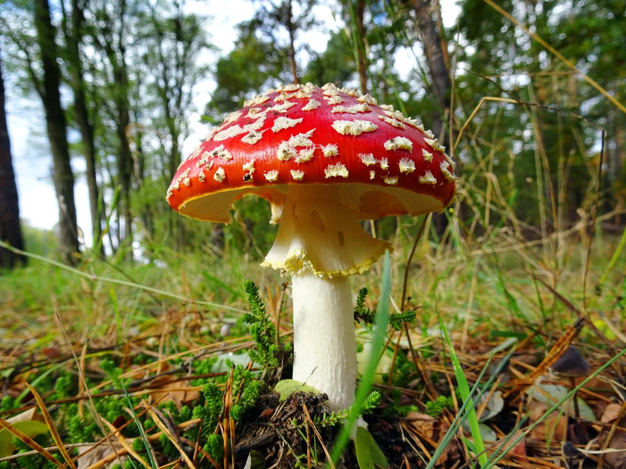 Un majestueux amanite tue-mouches dans un sous-bois. [Keystone - DPA/Wolfgang Kumm]