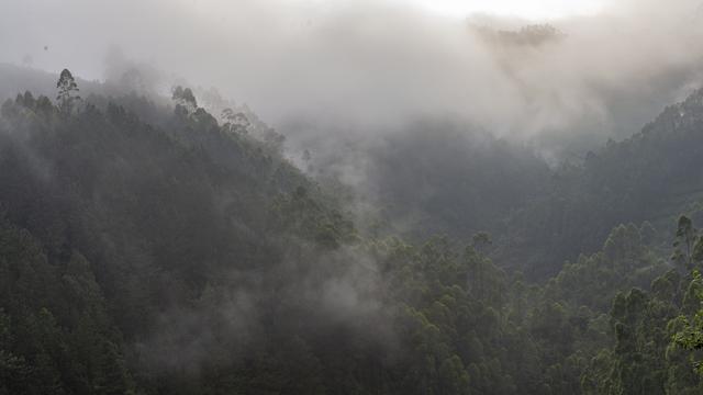 Une étude pour savoir quel type de forêt pour mieux stocker le CO2. [AFP - Sylvain Cordier]