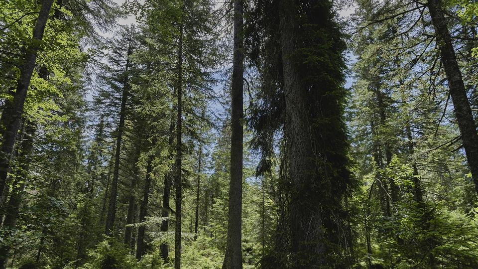 La forêt du Risoud. [L'Oeil d'Anouk - Anouk Ruffieux]