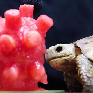 Capture d'écran de la vidéo "Tortoise Eating Coronavirus ASMR Turtle". [DR]