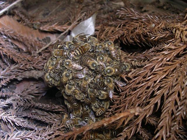 Des abeilles japonaises (Apis cerana japonica) forment une boule autour de deux frelons asiatiques (Vespa simillima xanthoptera): le but est d'immobiliser les hyménoptères, les surchauffer et ainsi espérer les tuer. Cette technique de défense est aussi utilisée contre le frelon géant Vespa mandarinia. [CC - Takahashi]