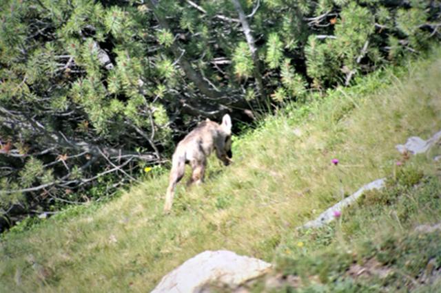 Louveteau de la nouvelle meute photographié par le service grison de la chasse et de la pêche. [Kanton Graubünden]