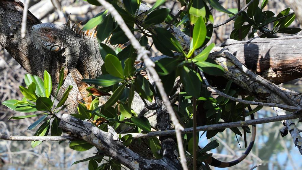 Un iguane dans un arbre à Marathon Island, en Floride. [AFP - Ludovic Marin]