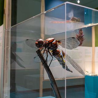Exposition "Libellules" au Musée d'histoire naturelle de Fribourg. [micheaelmaillard.com]