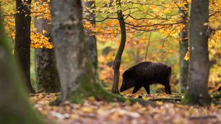 Un sanglier en forêt. [DPA/Keystone - Lino Mirgeler]