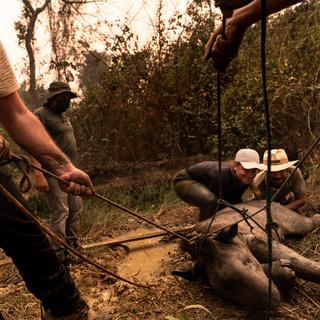 Une équipe de bénévoles, composée de vétérinaires et de biologistes, portent secours à un animal blessé par l'incendie qui dévaste le Pantanal brésilien, le 28 août 2020. [NurPhoto/AFP - Gustavo Basso]