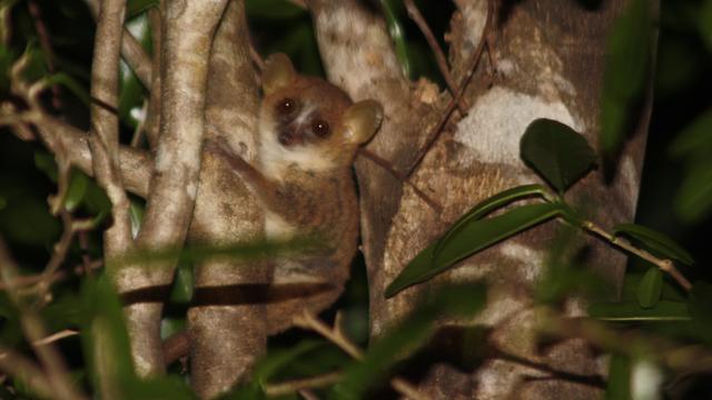 Le Microcèbe mignon, plus petit primate du monde, est désormais en danger critique d'extinction. [Wikipedia/Creative commons - Charles J. Sharp]